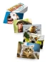 МЕМЫ-3 (Котики)-PRIMESbooks4.webp