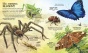 Велика книга комах і не тільки-PRIMESbooks4