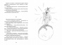 Маленький-принц-ЧБ-рисунки-PRIMESbooks6.jpg